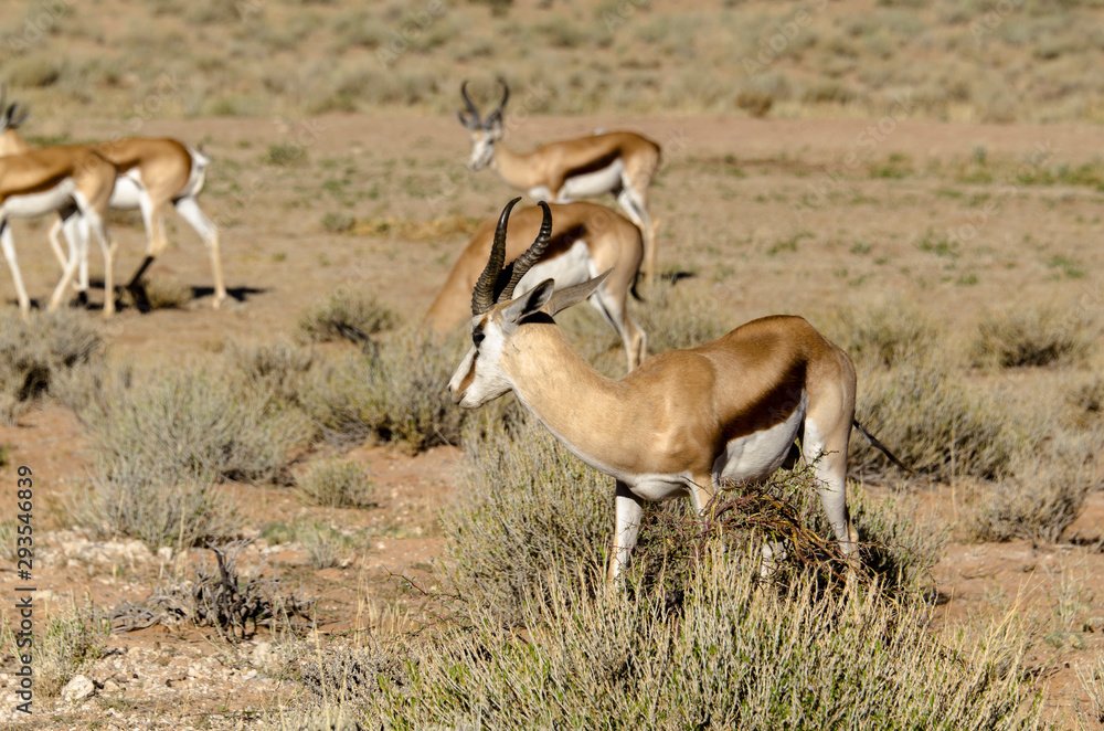 Springbok, Antidorcas marsupialis, Afrique du Sud Springbok, Antidorcas marsupialis, Afrique du Sud