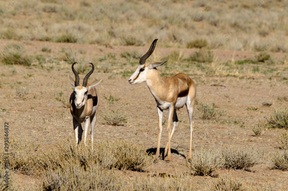 Springbok, Antidorcas marsupialis, Afrique du Sud Springbok, Antidorcas marsupialis, Afrique du Sud