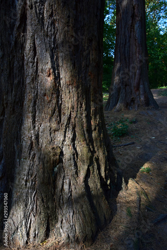 Two sequoia tree trunks in the Odenwald.