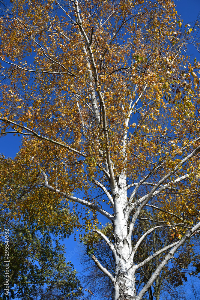 A birch tree with autumn foliage against a blue sky.