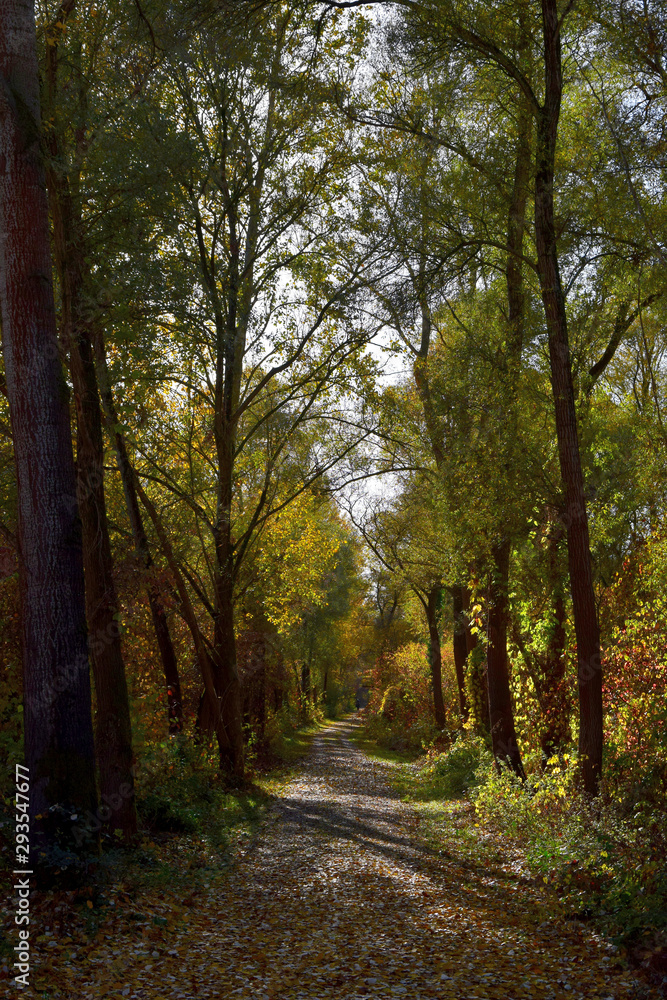 Fototapeta premium Beautiful autumn landscape: A path in a forest.