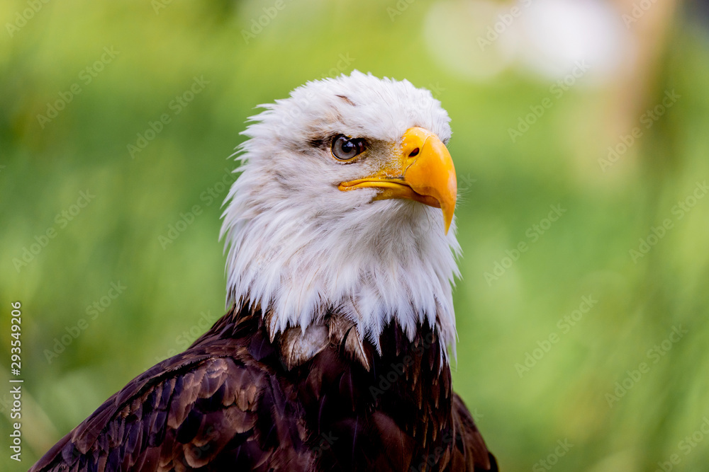 Fototapeta premium American symbol