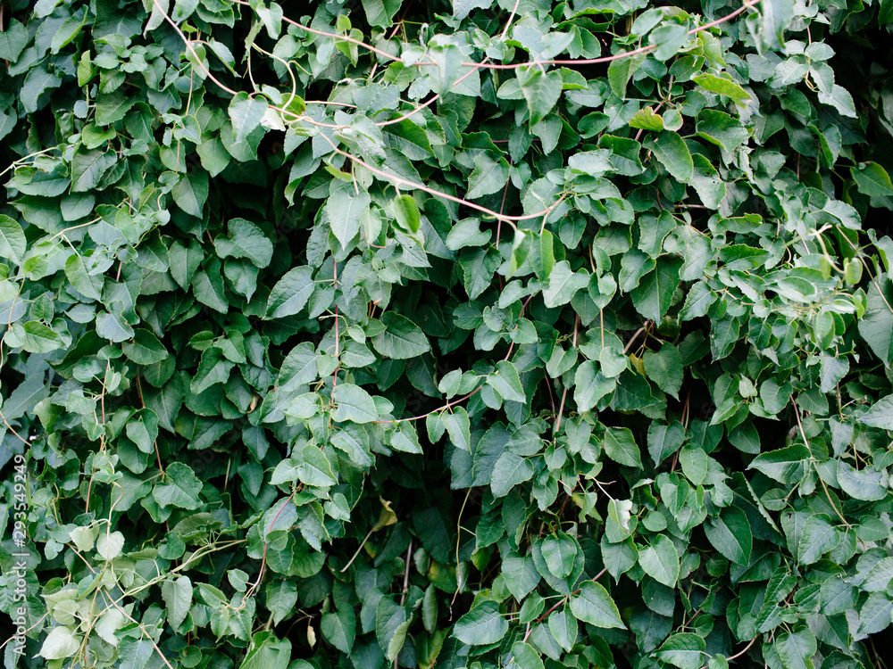Bush Bush