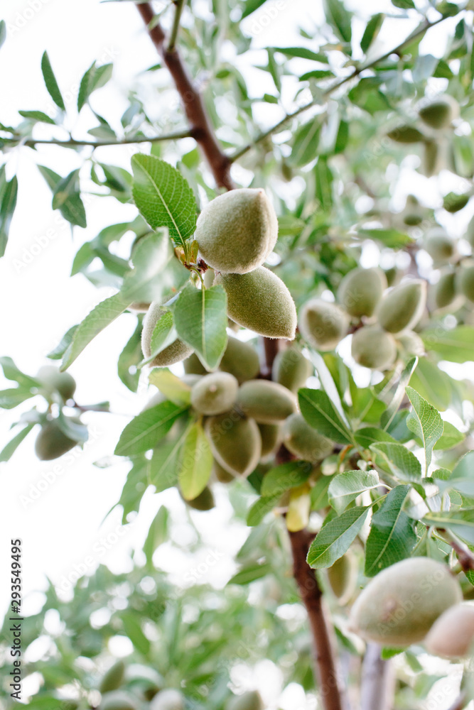 Fototapeta premium Almond tree
