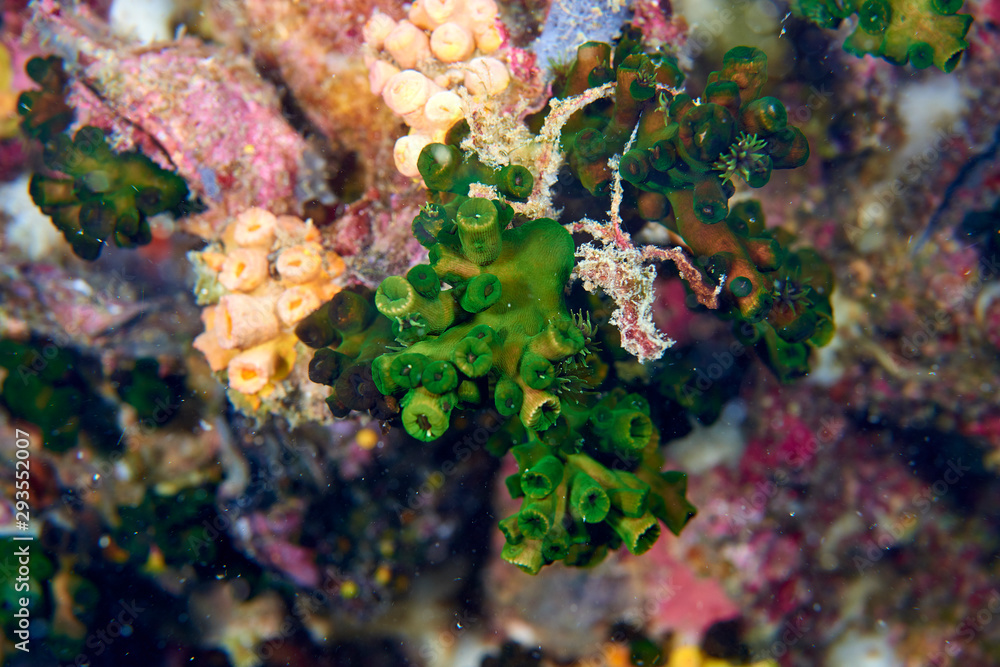 Fototapeta premium hard coral