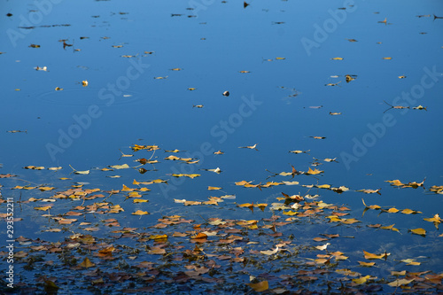 Autumn leaves in a lake.