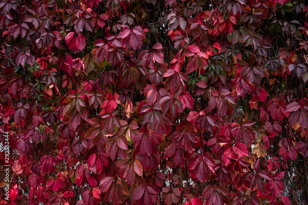 autumn autumn
