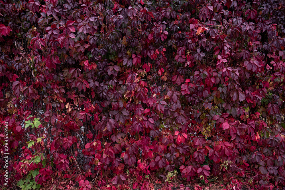 autumn autumn