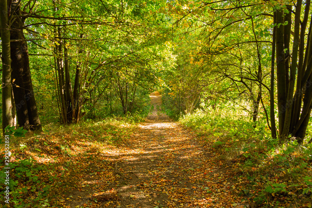 Obraz premium Panorama of a path through a lush green summer forest