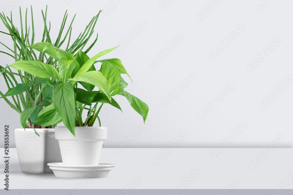 Fototapeta premium Plant.