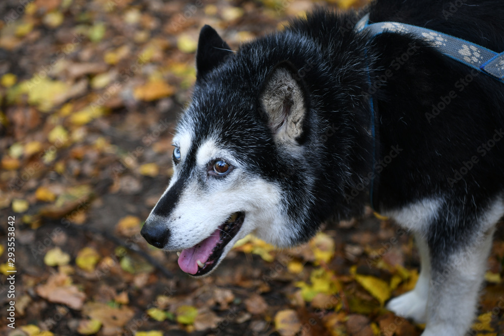 northern husky dog with different eyes