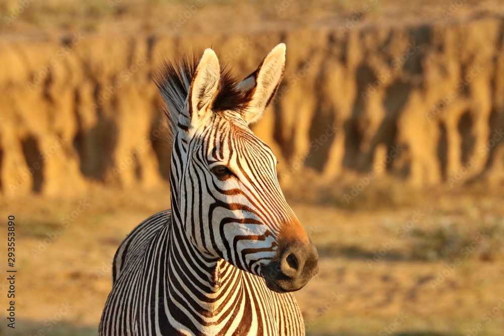 Poster de jardin avec Hartmanns Mountain Zebra #293553890