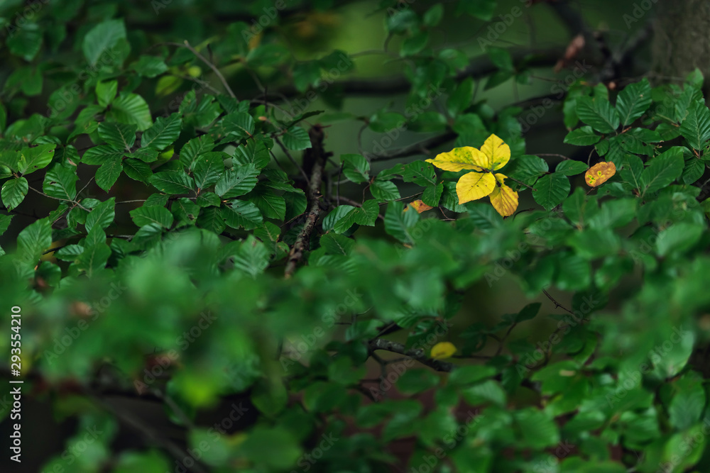 Yellow colored leaves between green ones in early fall. Yellow colored leaves between green ones in early fall.