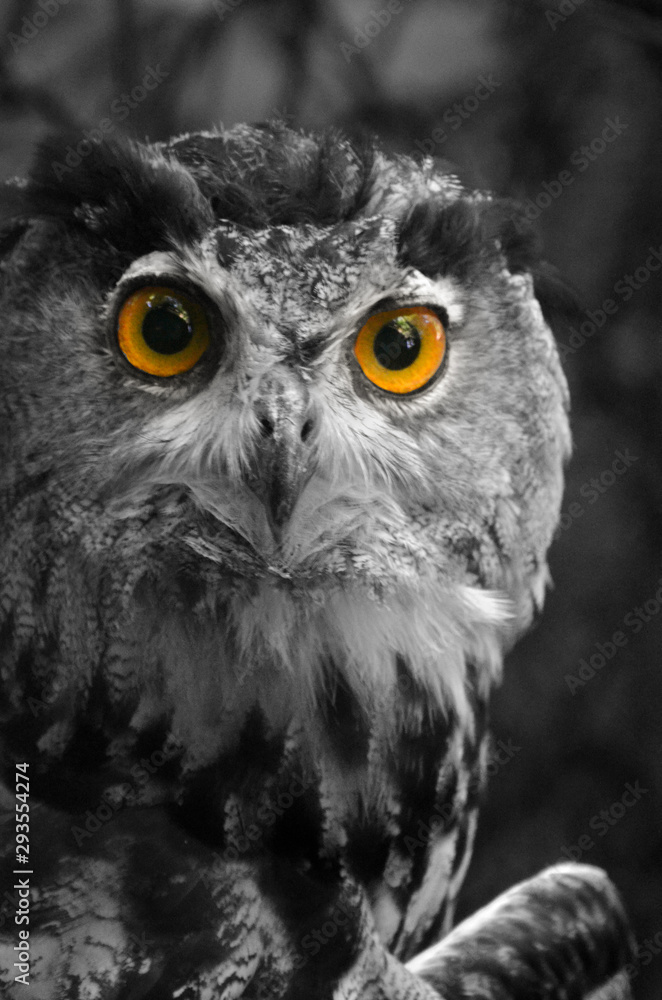 une chouette un hibou une chouette un hibou