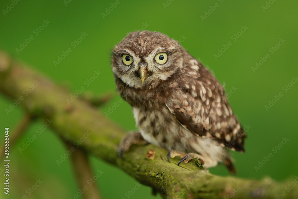 Naklejka premium Steinkauz (Athene noctua) im Münsterland