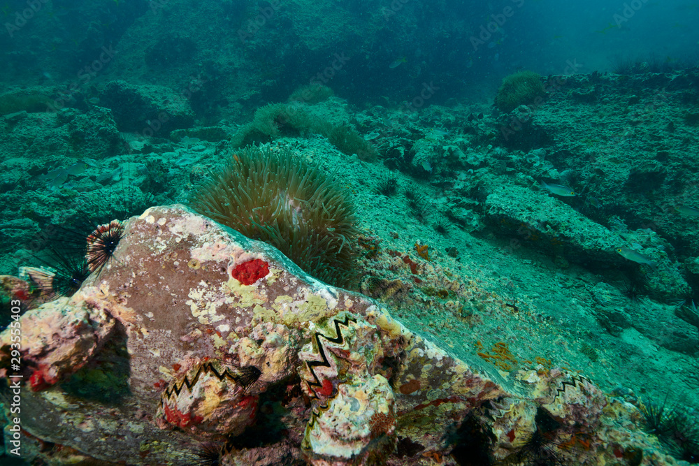 Fototapeta premium coral and fish