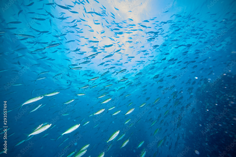 Glassfish in reef coral Glassfish in reef coral
