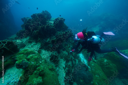 Divers and coral reef
