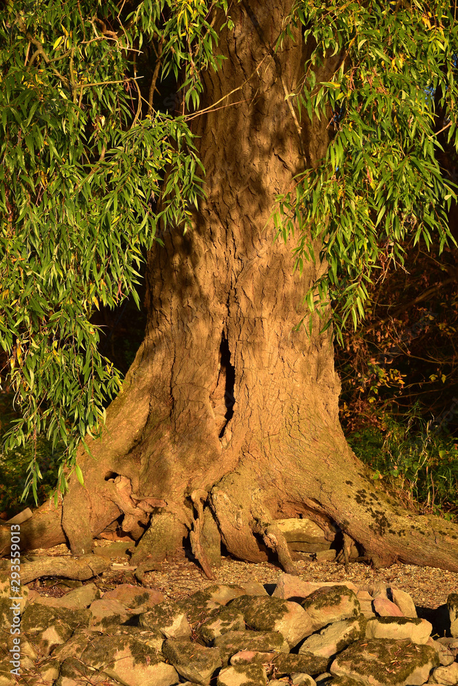 Obraz premium A willow tree in the evening sun.