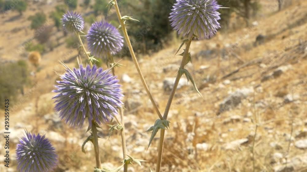 Close up detail video of purple flowers in the desert of Lebanon Close up detail video of purple flowers in the desert of Lebanon