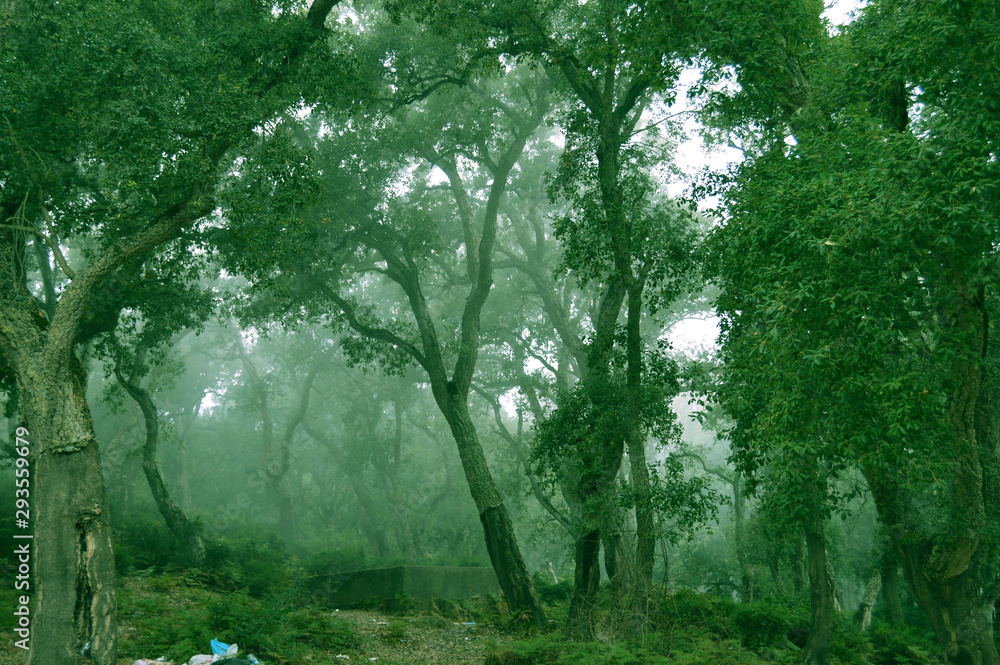 A misty forest, Annaba, Algeria