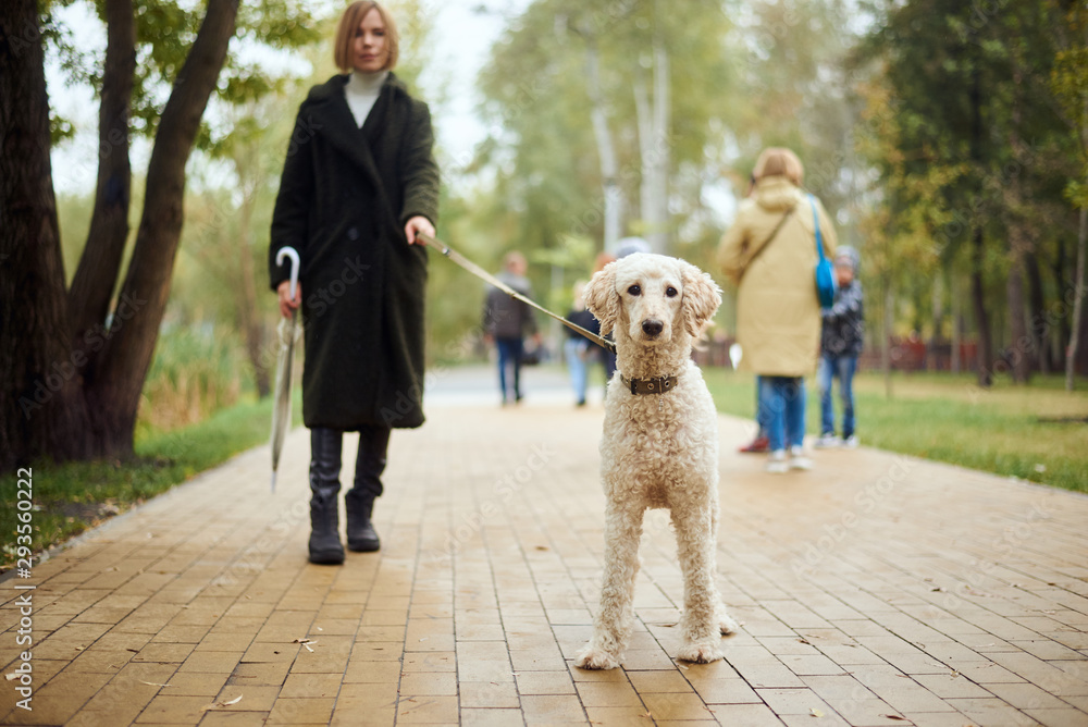 Φωτογραφία Woman walking a poodle dog in the autumn in the park