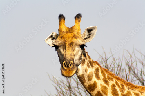 Giraffe looking at viewer