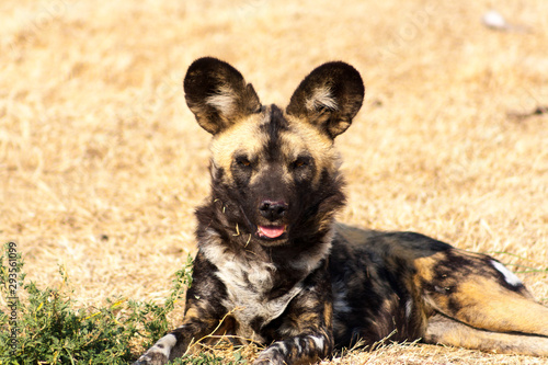 African Wild Dog with ears forward