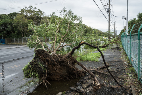 台風被害を受けた倒木