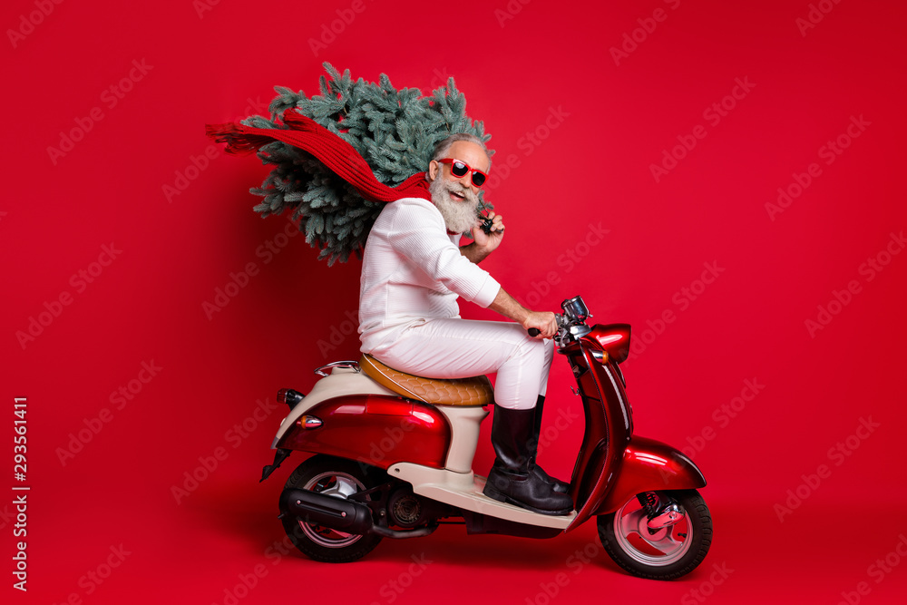 Full size profile side photo of cheerful pensioner on motorcycle carry fir tree travel hurry to christmastime wear sweater pants isolated over red background - obrazy, fototapety, plakaty 