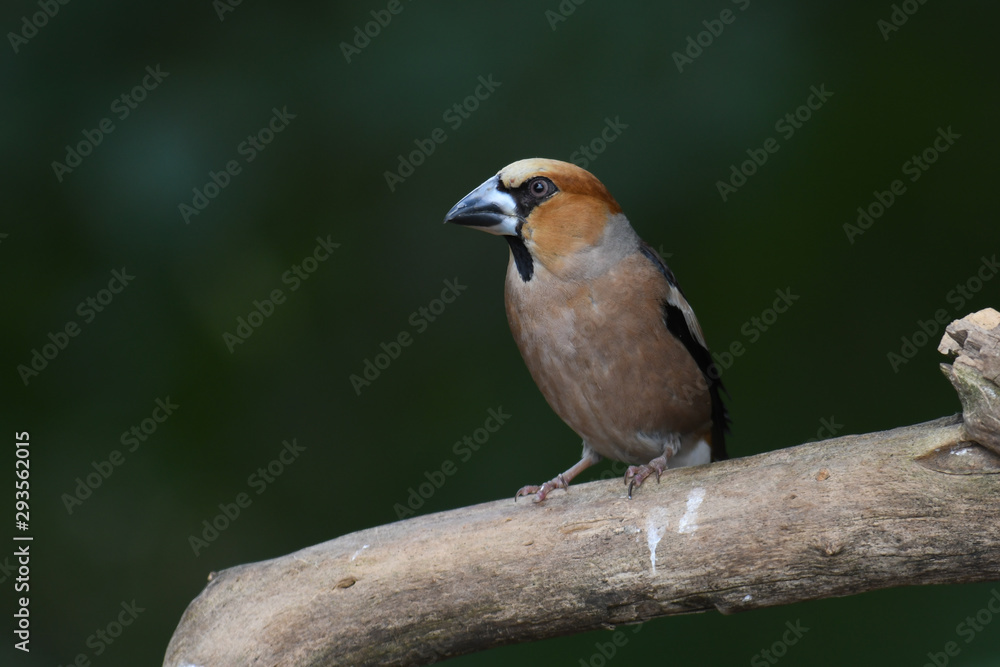 Fototapeta premium Kernbeißer