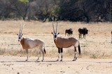 Pair of Oryx with Wildebeest