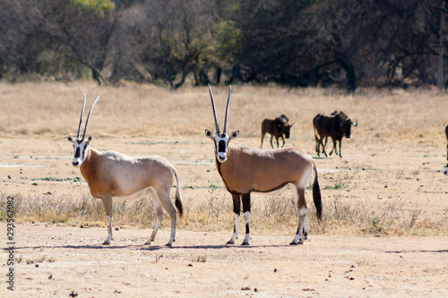 Pair of Oryx with Wildebeest