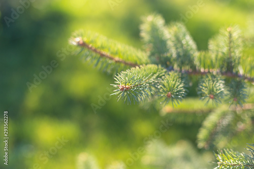 Christmas tree branches in autumn, closeup tree branches, green background