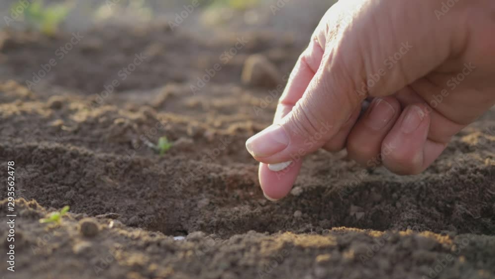 Farmer Hand Planting Seeds In The Ground