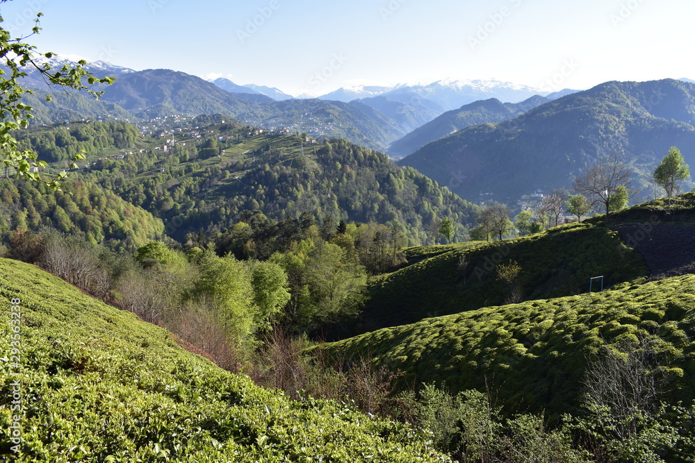 Fototapeta premium forest and mountains