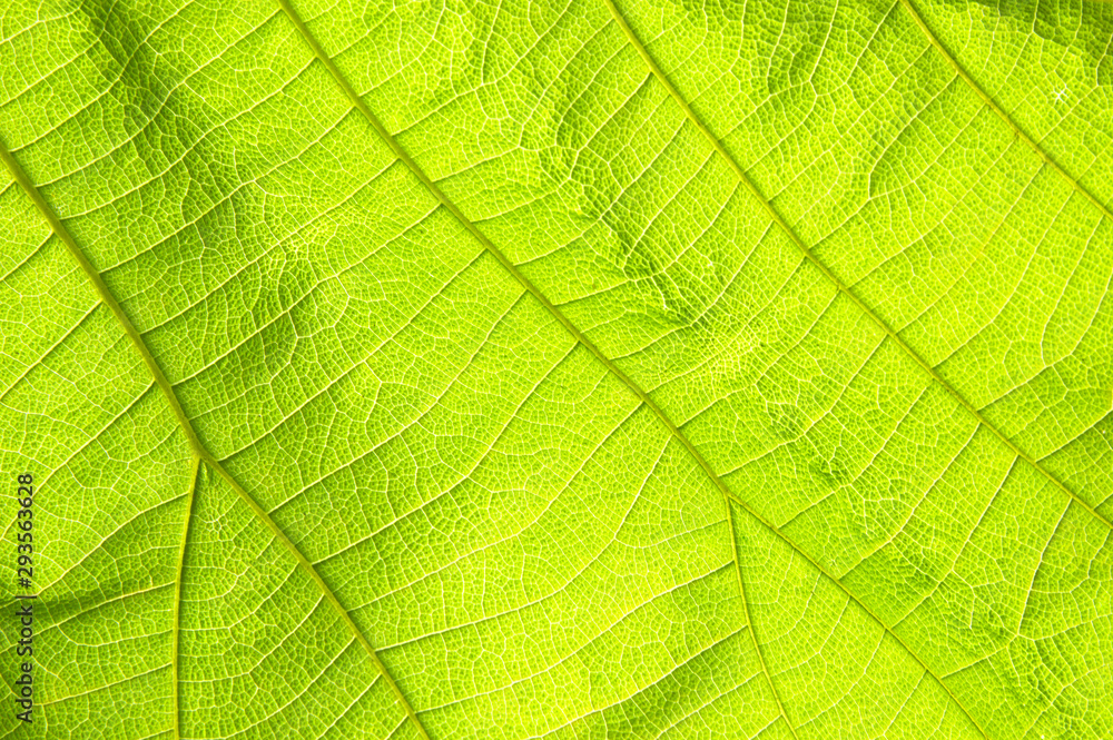 Abstract green leaf texture for background Abstract green leaf texture for background