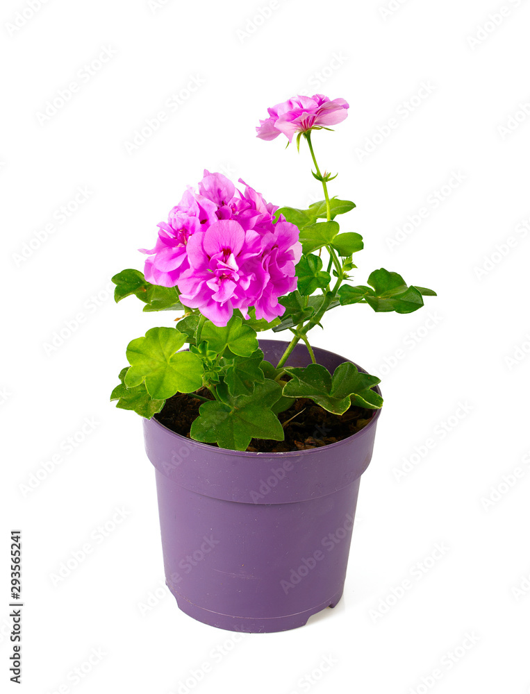 violet geranium flower isolated on white