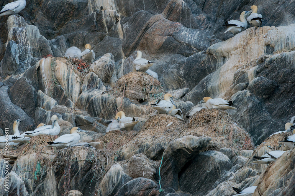 Plastic pollution critical point at Runde Norway July 2019 Plastic pollution critical point at Runde Norway July 2019