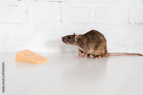 tasty cheese near rat on table near brick wall