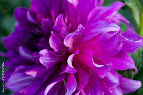 Pink Dahlia Flower Close-up © ottochka