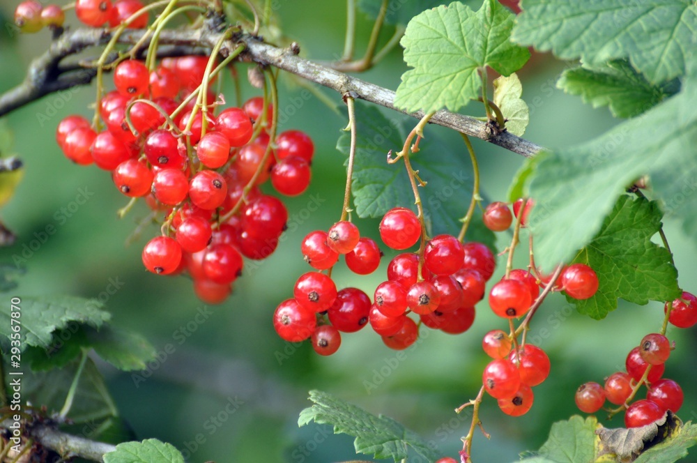 Johannisbeere Frucht Johannisbeere Frucht