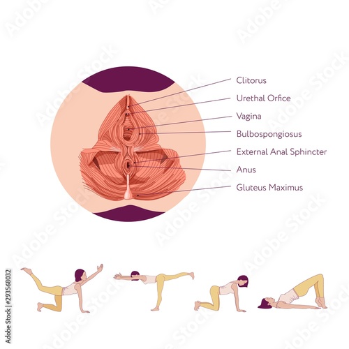 Exercises to strengthen the muscles of the vagina and pelvic floor muscles. Kegel exercises. Vector illustration isolated on white background. Simple line style.