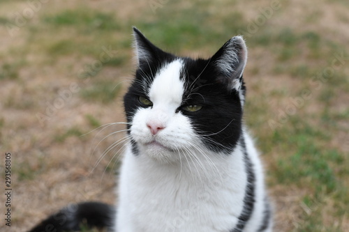 Wallpaper Mural black and white domestic cat Torontodigital.ca