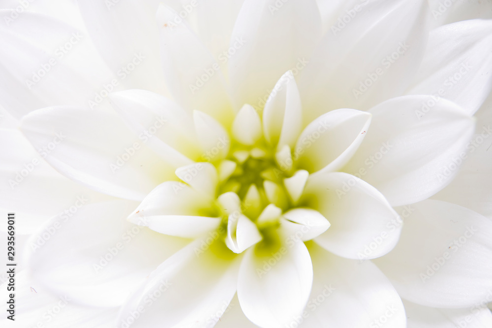 Fototapeta premium close up of flower