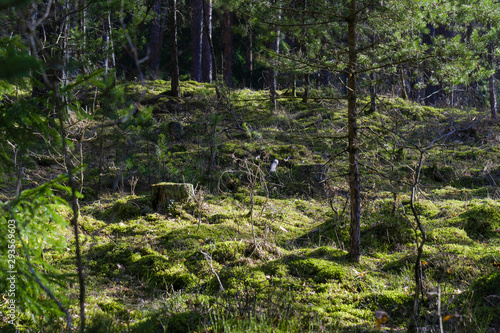 Landscape with a tree stump in a mossy environment