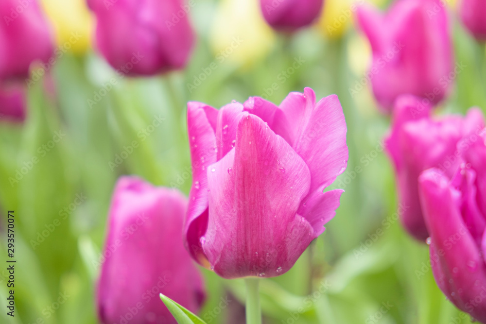 Close-up of pink tulips in the garden of pink and Yellow tulips , pink and yellow tulips for colorful background.