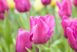 Close-up of pink tulips in the garden of pink and Yellow tulips , pink and yellow tulips for colorful background.