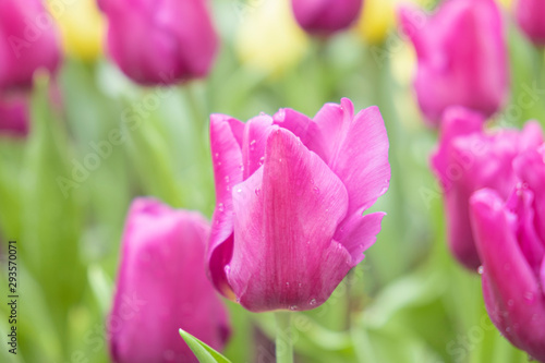 Close-up of pink tulips in the garden of pink and Yellow tulips   pink and yellow tulips for colorful background.