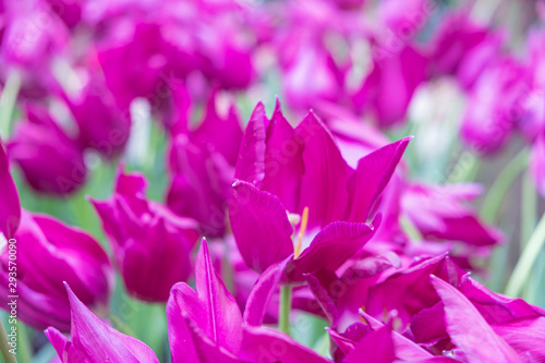 Blurred for Background.Colorful purple tulips flowers with beautiful bouquet background in the garden.